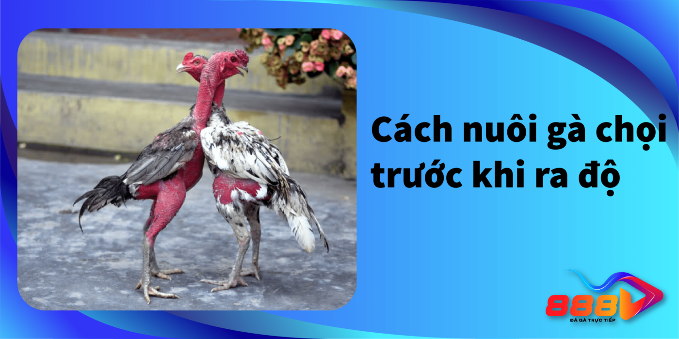 Cách nuôi gà chọi trước khi ra độ đúng nhất