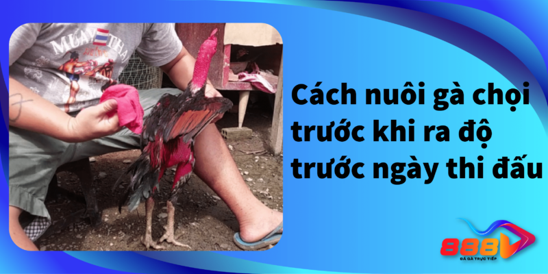 Cách nuôi gà chọi trước khi ra độ trước ngày thi đấu