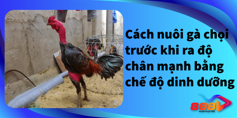 Cách nuôi gà chọi trước khi ra độ chân mạnh bằng chế độ dinh dưỡng