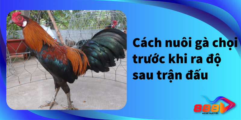 Cách nuôi gà chọi trước khi ra độ sau trận đấu