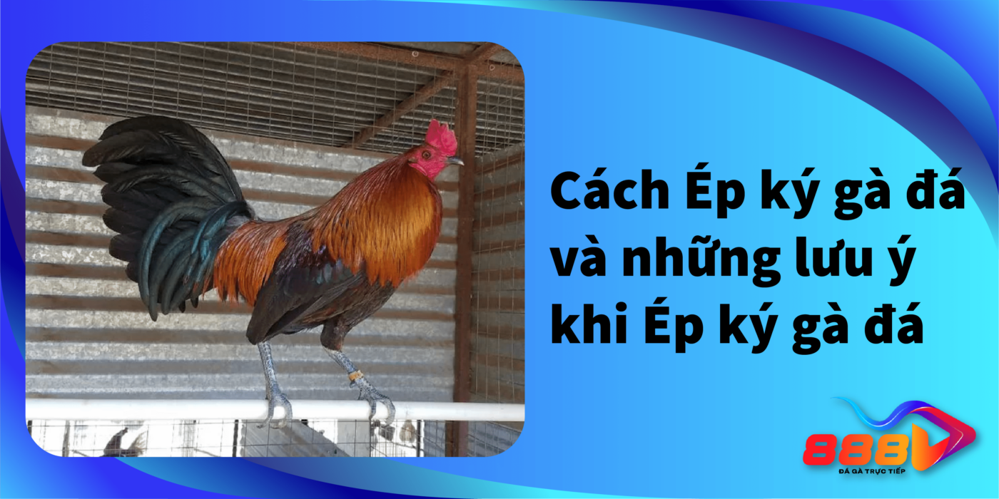 Cách ép ký gà đá và những lưu ý khi ép ký gà đá