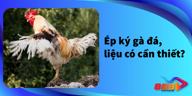 Ép ký gà đá, liệu có cần thiết?