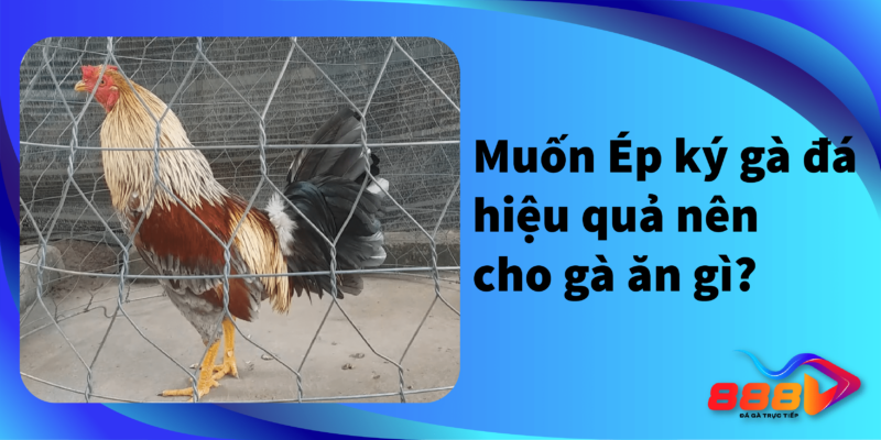 Muốn ép ký gà đá hiệu quả nên cho gà ăn gì?