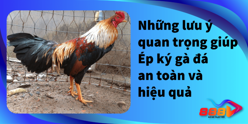 Những lưu ý quan trọng giúp ép ký gà đá an toàn và hiệu quả