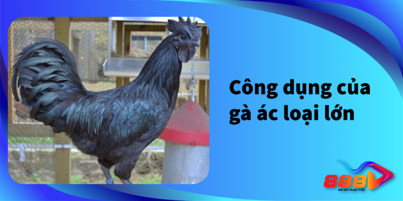 Công dụng của gà ác loại lớn