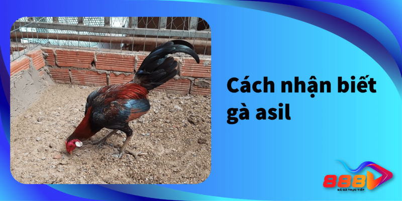 Cách phân biệt gà Asil