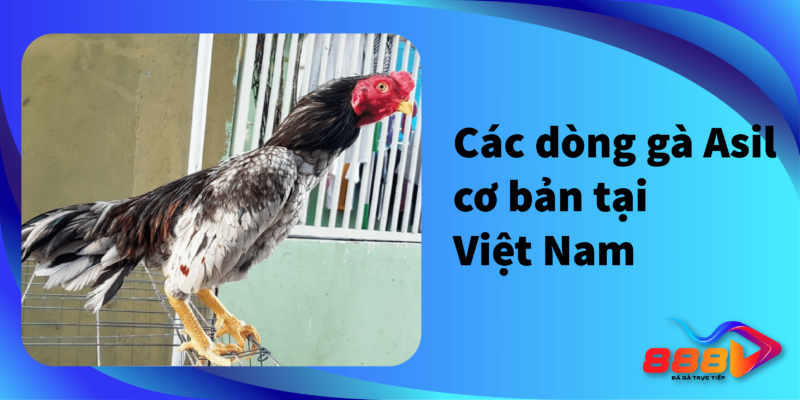 Các dòng gà Asil cơ bản tại Việt Nam