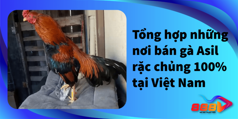 Tổng hợp những nơi bán gà Asil rặc chủng 100% tại Việt Nam