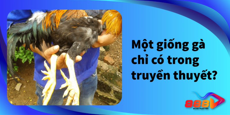 Một giống gà chỉ có trong truyền thuyết?