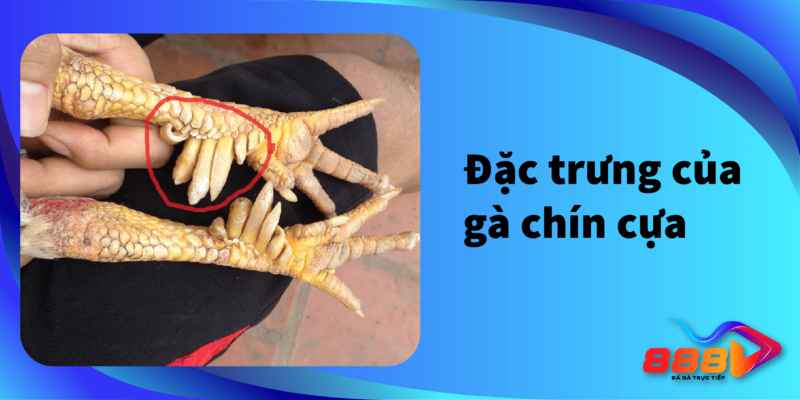 Đặc trưng của gà chín cựa