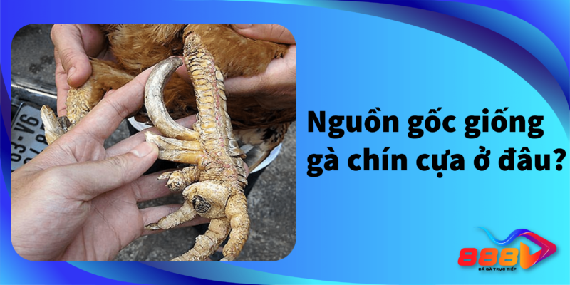 Nguồn gốc của giống gà chín cựa ở đâu ?