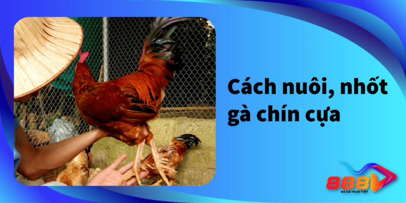 Cách nuôi, nhốt gà chín cựa