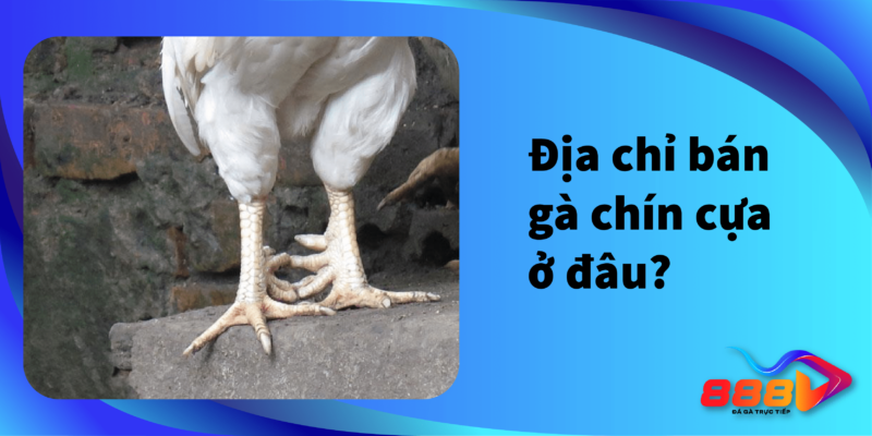 Địa chỉ bán gà chín cựa ở đâu?