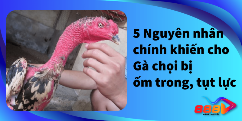 5 nguyên nhân chính khiến cho gà chọi bị ốm trong, tụt lực