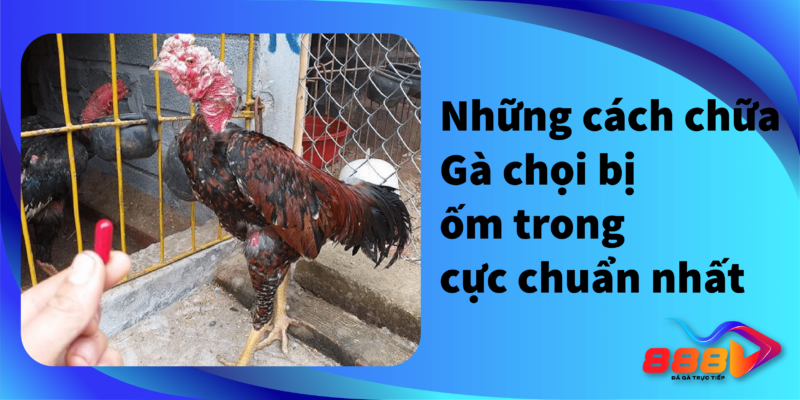 Những cách chữa gà chọi bị ốm trong cực chuẩn nhất