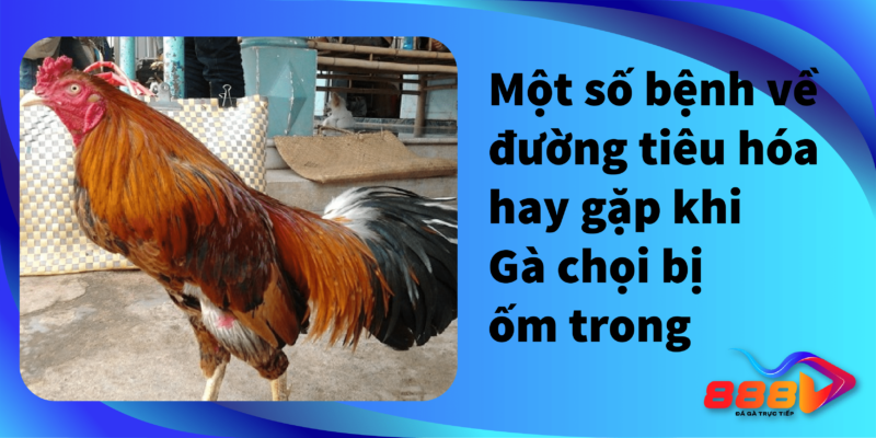 Một số bệnh về đường tiêu hoá hay gặp khi gà chọi bị ốm trong