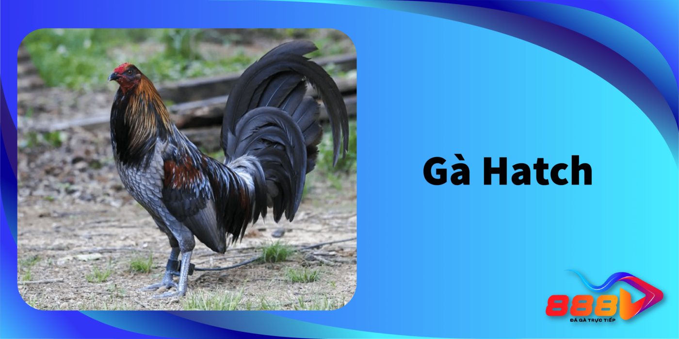 Gà Hatch – Nguồn gốc và cách nhận dạng gà Hatch