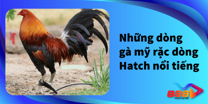 Những dòng gà mỹ rặc dòng Hatch nổi tiếng