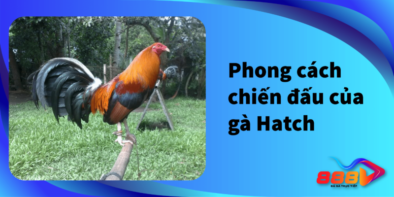 Phong cách chiến đấu của gà hatch