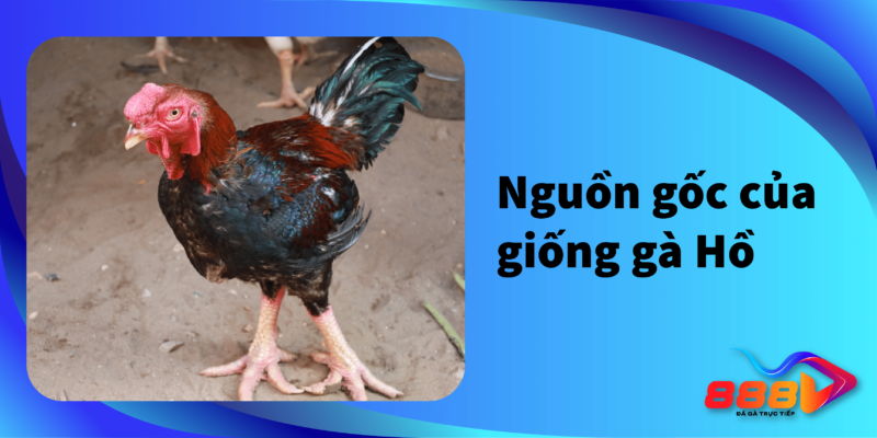 Nguồn gốc của giống gà Hồ