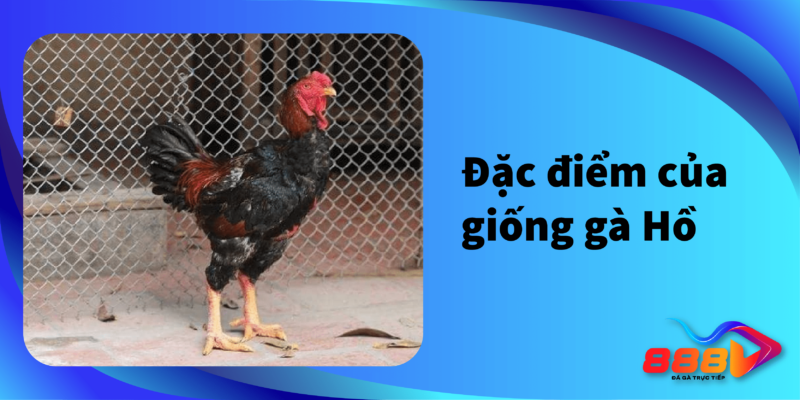 Đặc điểm của giống gà Hồ