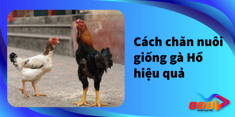 Cách chăn nuôi giống gà Hồ hiệu quả