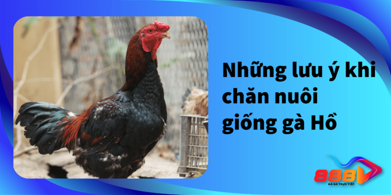 Những lưu ý khi chăn nuôi giống gà Hồ