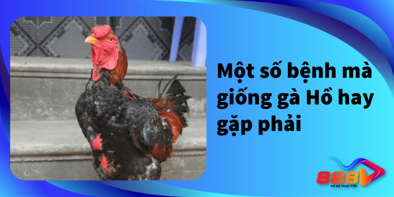 Một số bệnh mà giống gà Hồ hay gặp phải