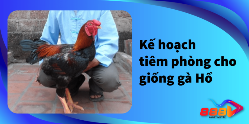 Kế hoạch tiêm phòng cho giống gà Hồ 