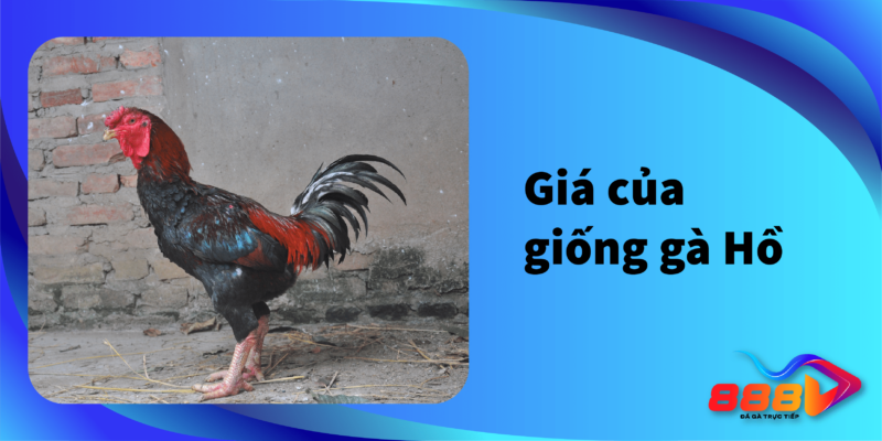 Giá của giống gà Hồ 