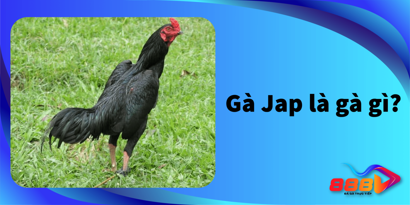 Gà Jap là gì? Đặc điểm nhận dạng của Gà Jap