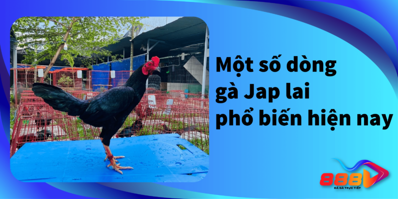 Một số dòng gà Jap lại phổ biến hiện nay