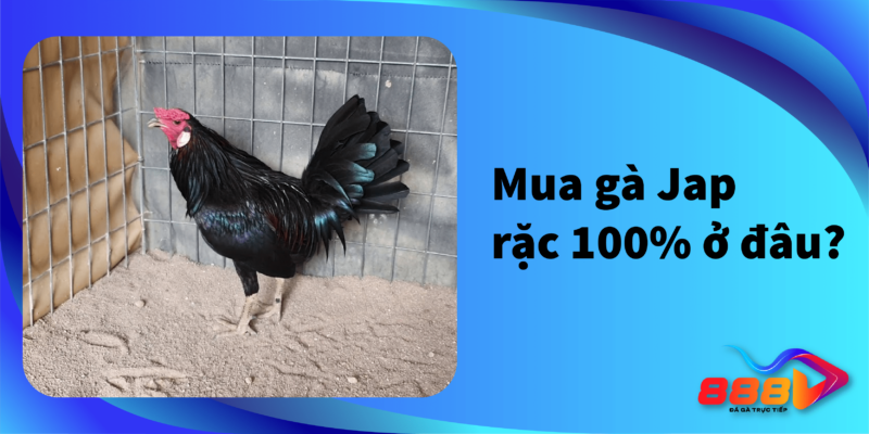 Mua gà Jap rặc 100% ở đâu?