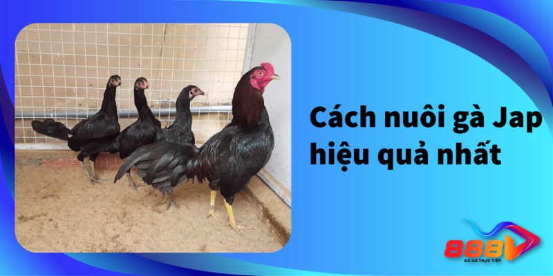 cách nuôi gà Jap hiệu quả nhất