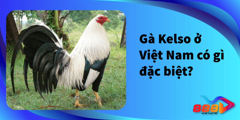 Gà Kelso ở Việt Nam có gì đặc biệt?