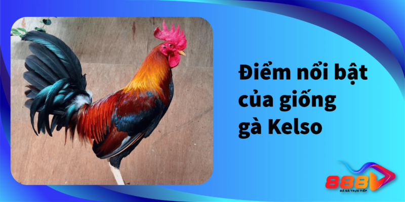 Điểm nổi bật của giống gà Kelso