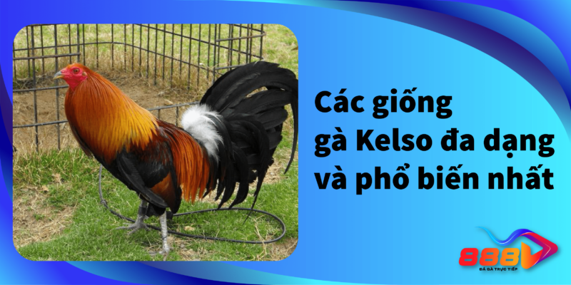 Các giống gà kelso đa dạng và phổ biến nhất