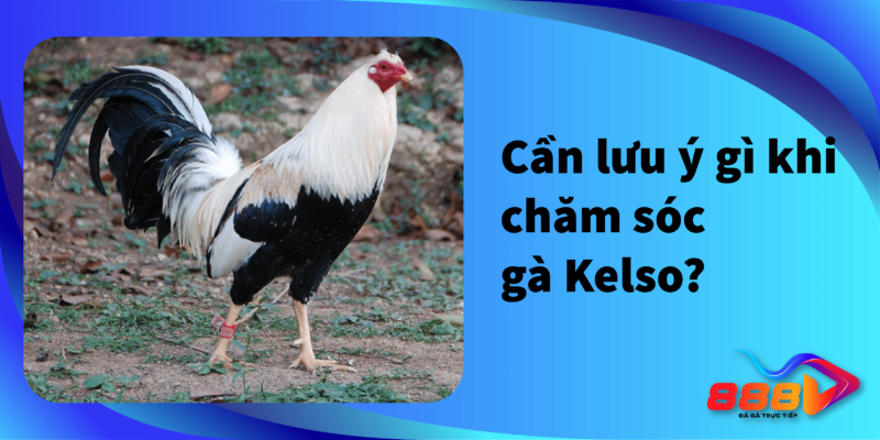 Cần lưu ý gì khi chăm sóc gà Kelso?