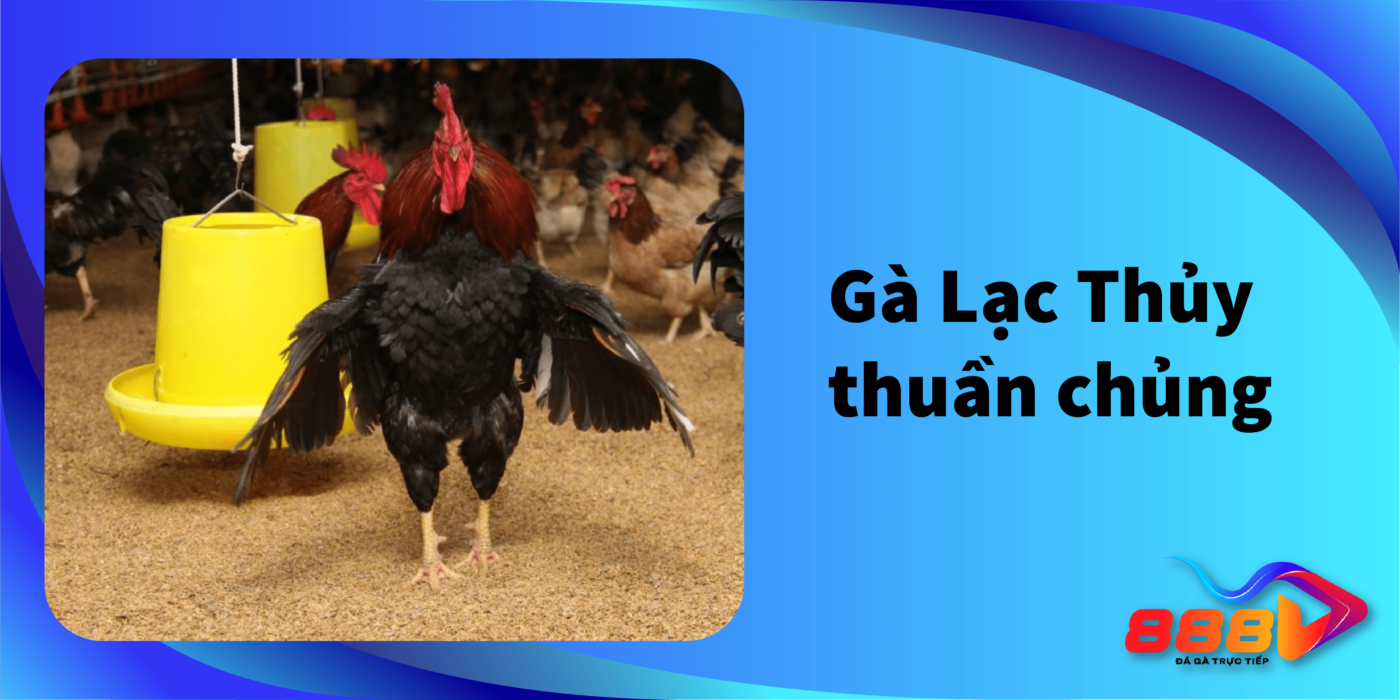 Gà Lạc Thuỷ thuần chủng