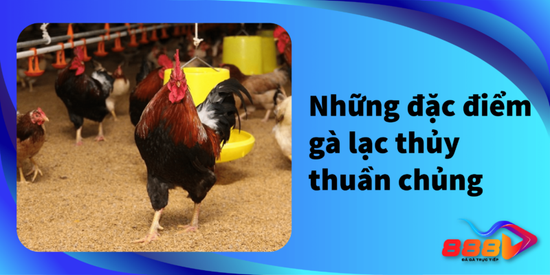 Những đặc điểm gà Lạc Thuỷ thuần chủng