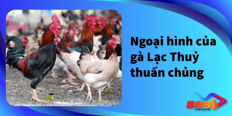 Ngọi hình của gà Lạc Thuỷ thuần chủng