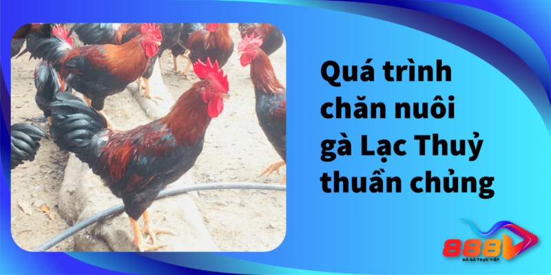 Quá trình chăn nuôi gà Lạc Thuỷ thuần chủng