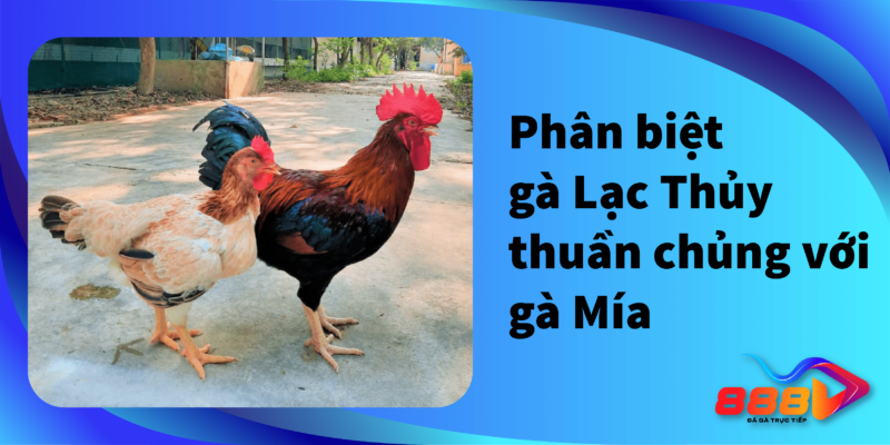 Phân biệt gà Lạc Thuỷ thuần chủng với gà Mía