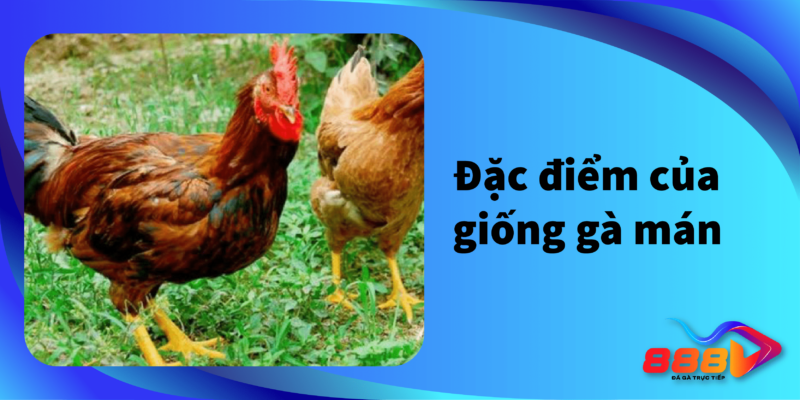 Đặc điểm của giống gà mán