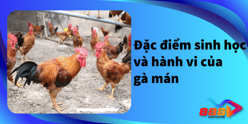 Đặc điểm sinh học và hành vi của gà mán