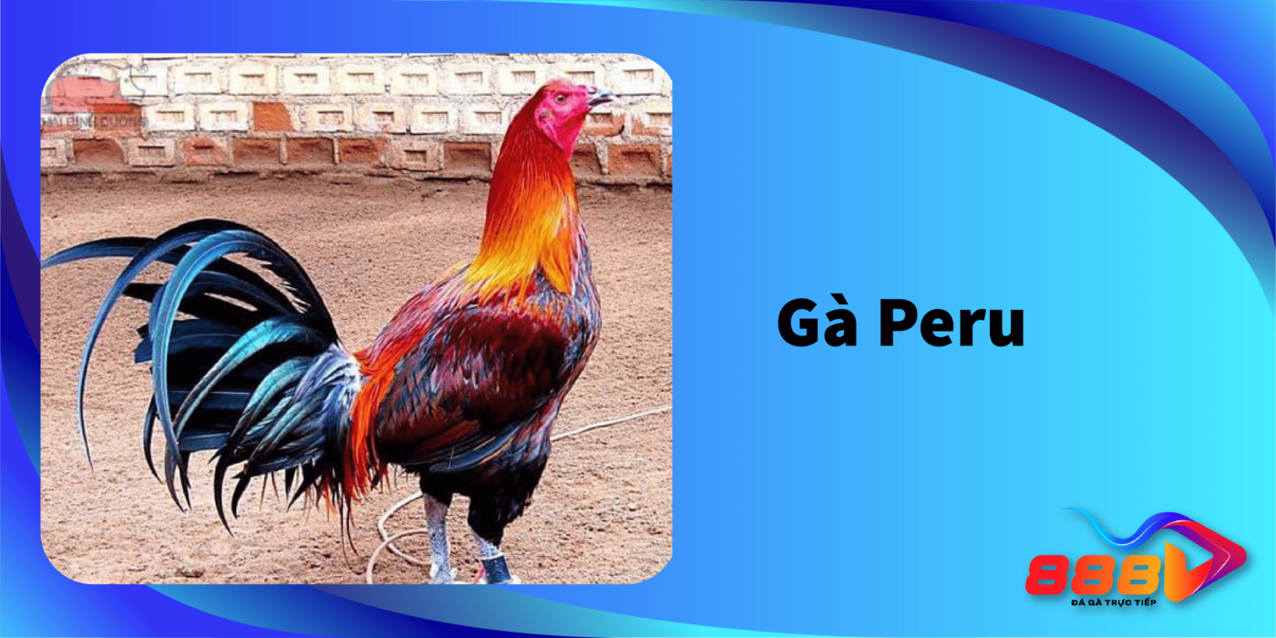 Nguồn gốc và đặc điểm của gà Gà Peru