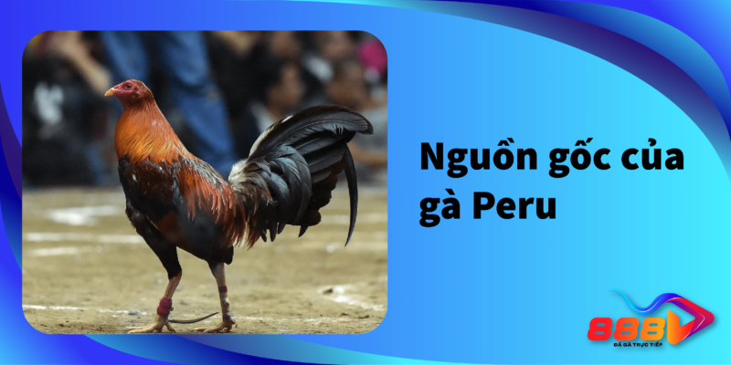 nguồn gốc của gà Peru