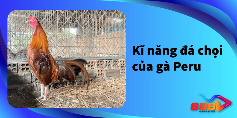 kỹ năng đá chọi của gà Peru