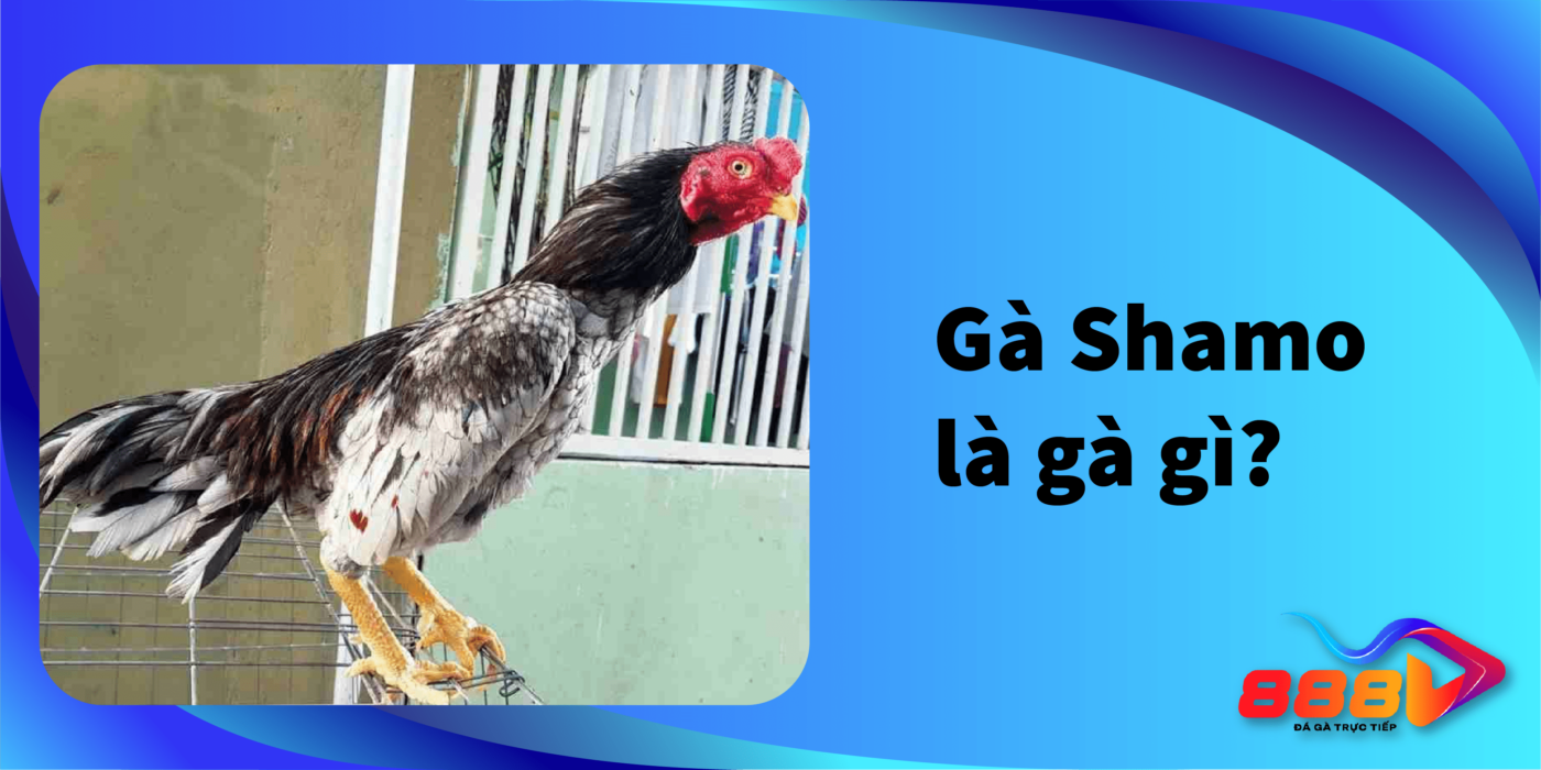 Gà Shamo là gì? Địa chỉ mua bán gà Shamo uy tín