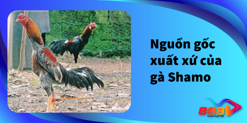 Nguồn gốc xuất xứ của gà Shamo